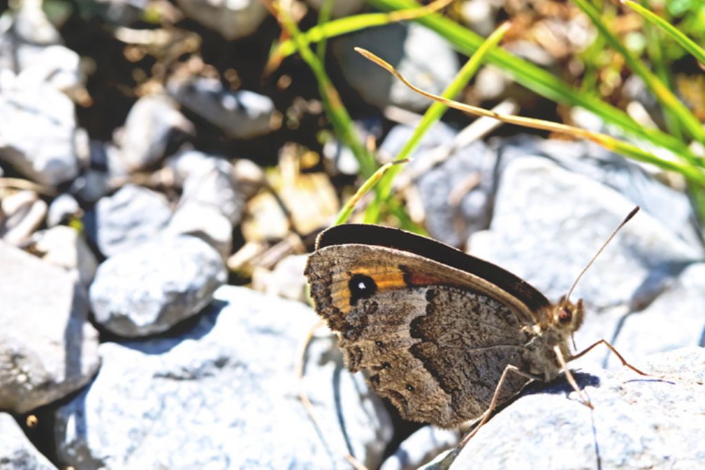 identificazione Erebia